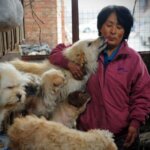 Äter alla Kineser Hund? Thumbnail